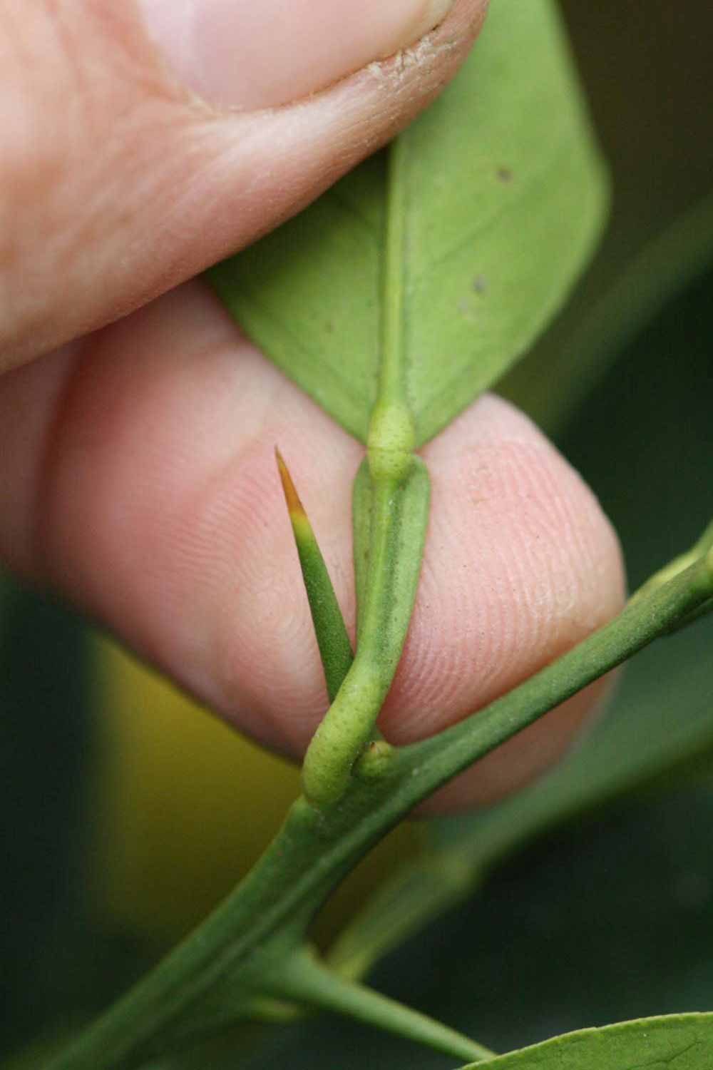              Petiole (Goutoucheng, Riverside, CA)       